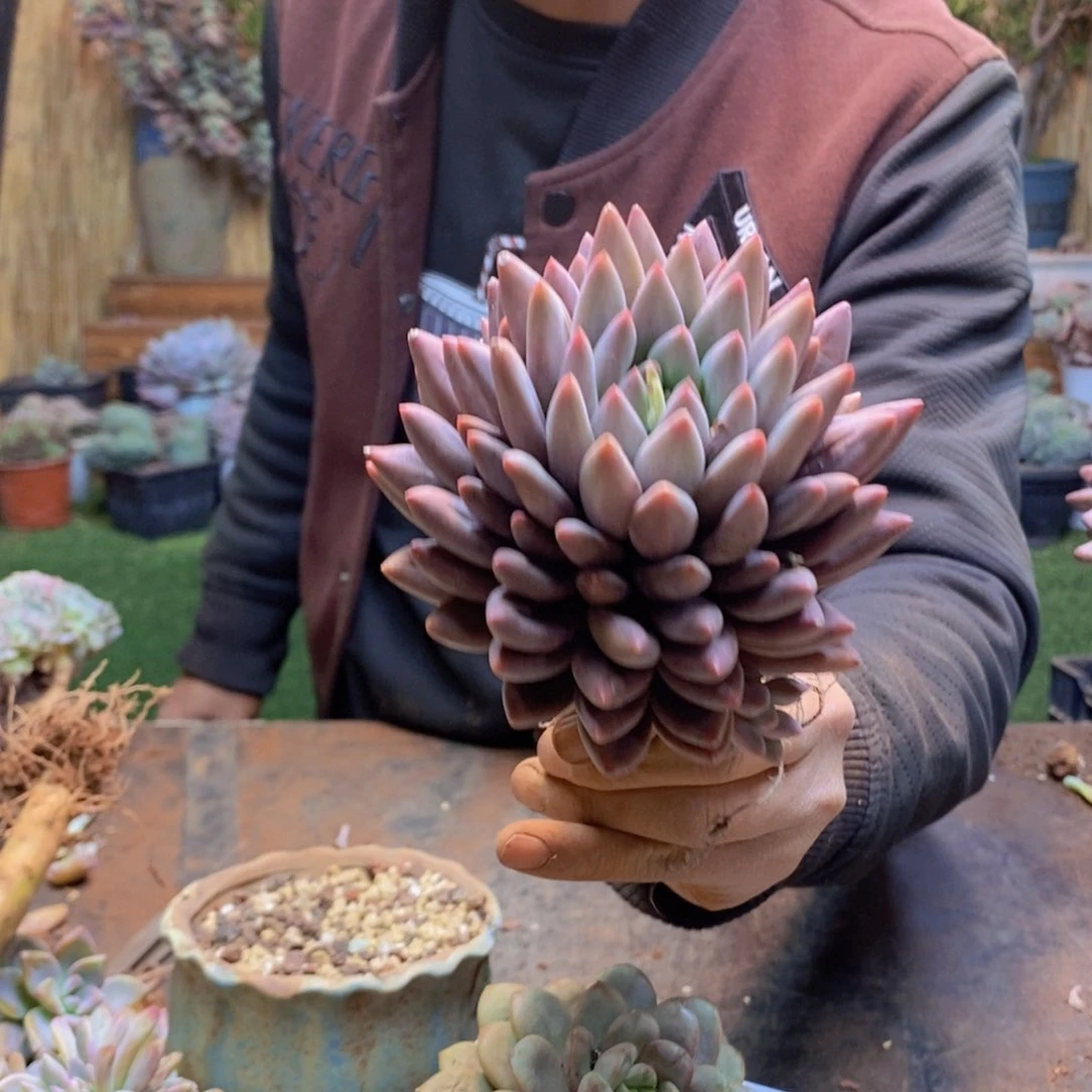 我****?187号红蜻蜓多肉