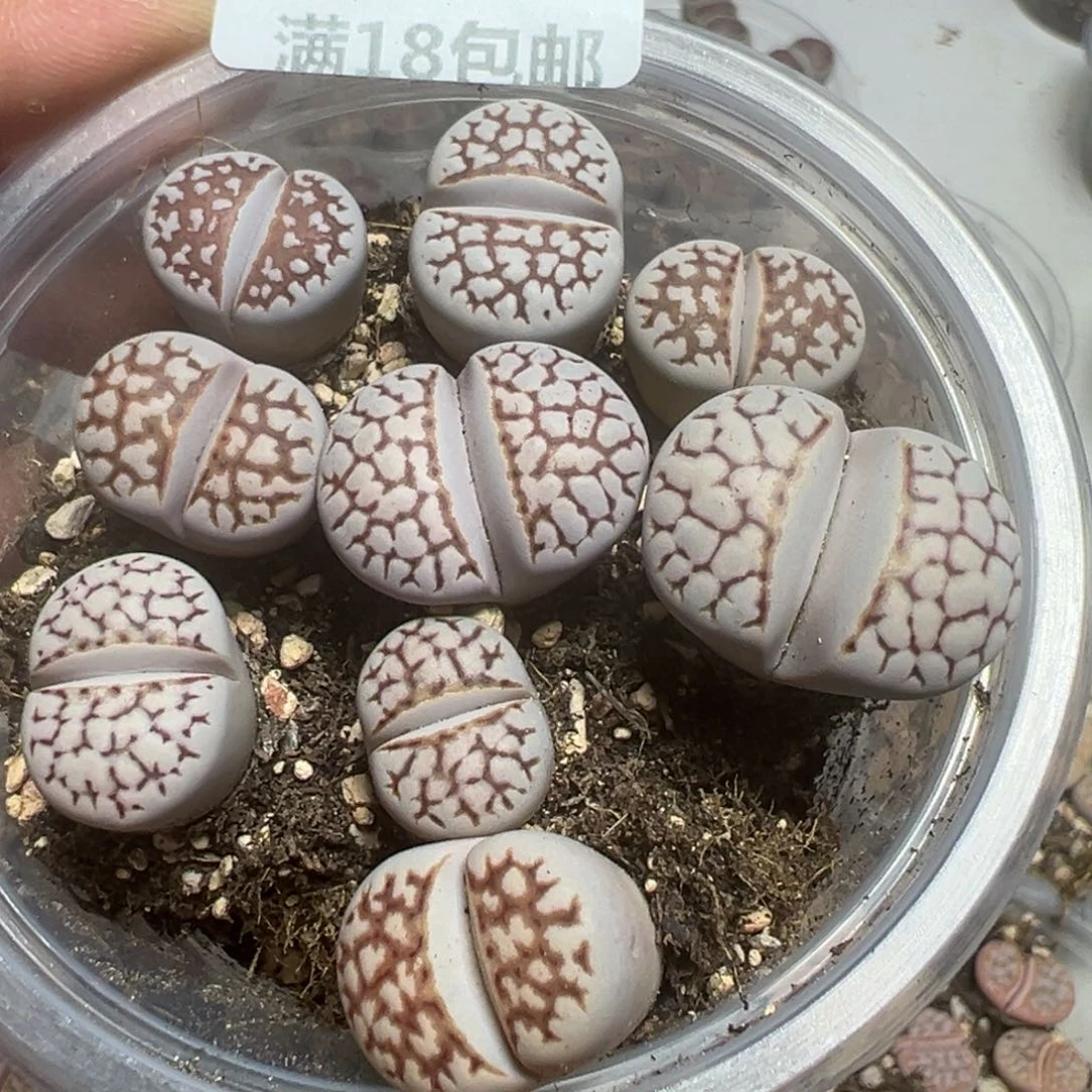 【闪购商品】 1196。