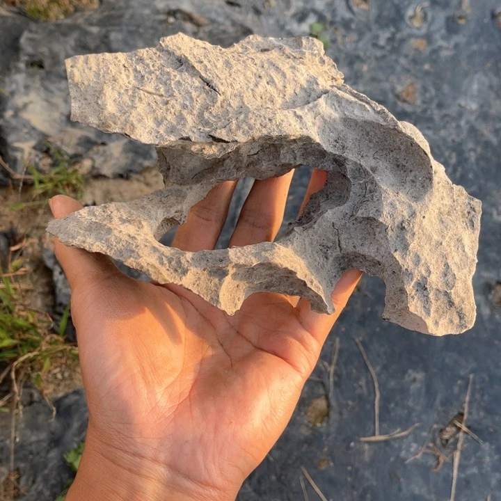 山野草盆栽那**人山野草