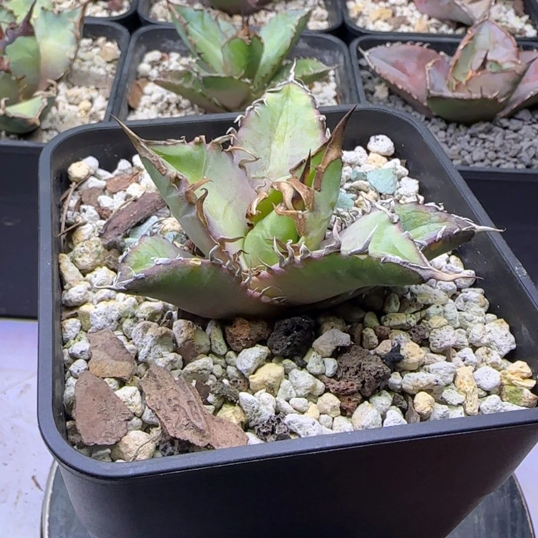 实生仁王冠龙舌兰1