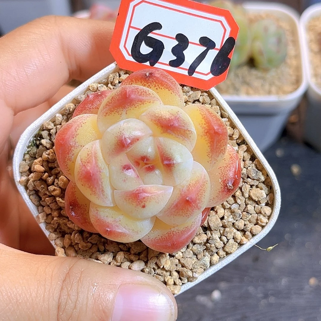 G376 一物一拍多肉 孤品