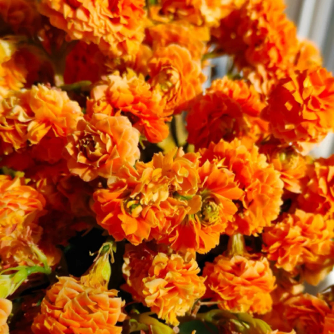 （金凤玉露110盆）重瓣超大花 稀缺品种 室内懒人花盆栽