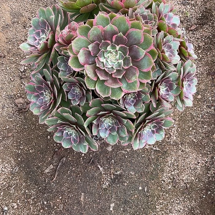 多肉植物粉花妖锦…………