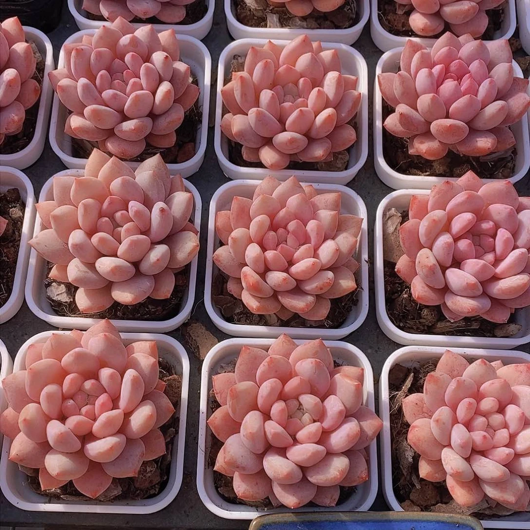 0127-半夏单头一颗 带白方 量拍