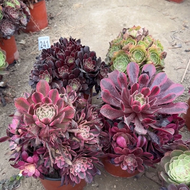 4颗……多肉植物……