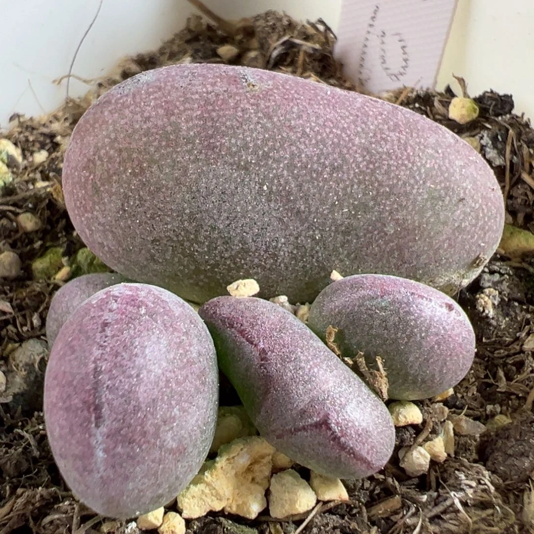 w球球紫蛋多肉植物水泡