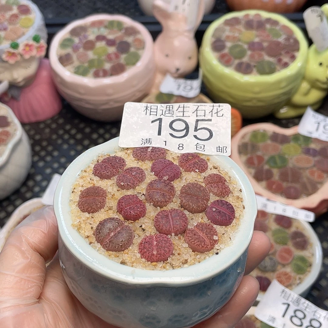 相遇开播福利195