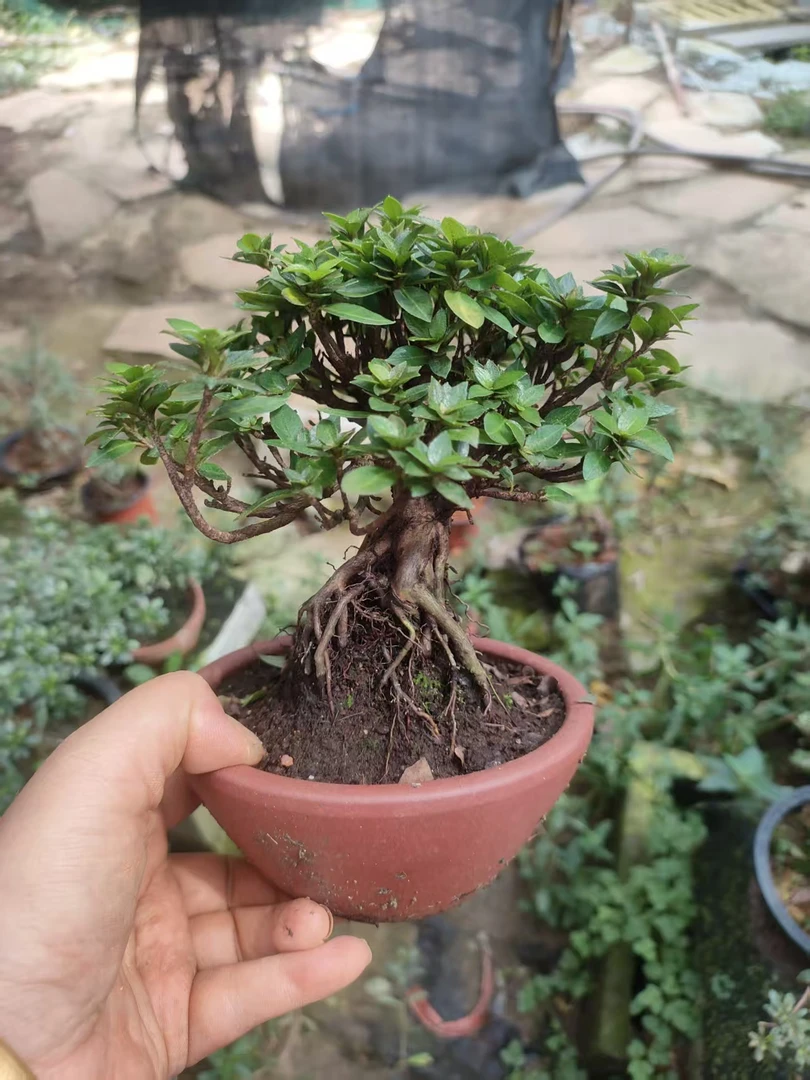 皋月杜鹃盆景适合室内外养殖美观又独特