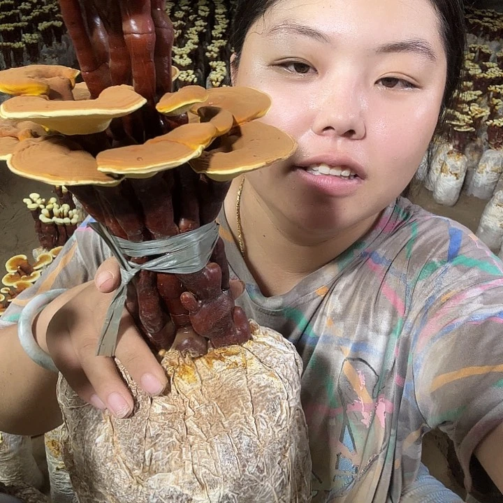有机玻璃可*灵芝孢子粉和其他