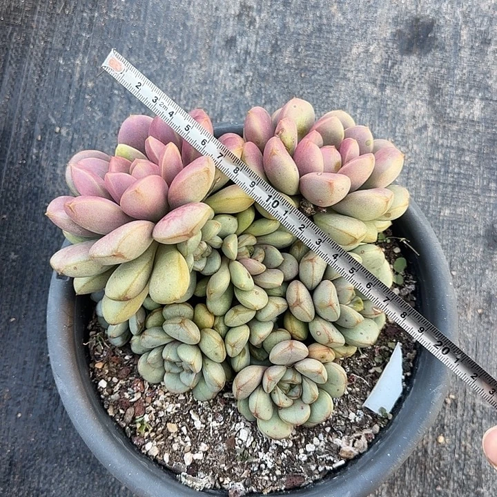 葡萄001 多肉植物一物一拍