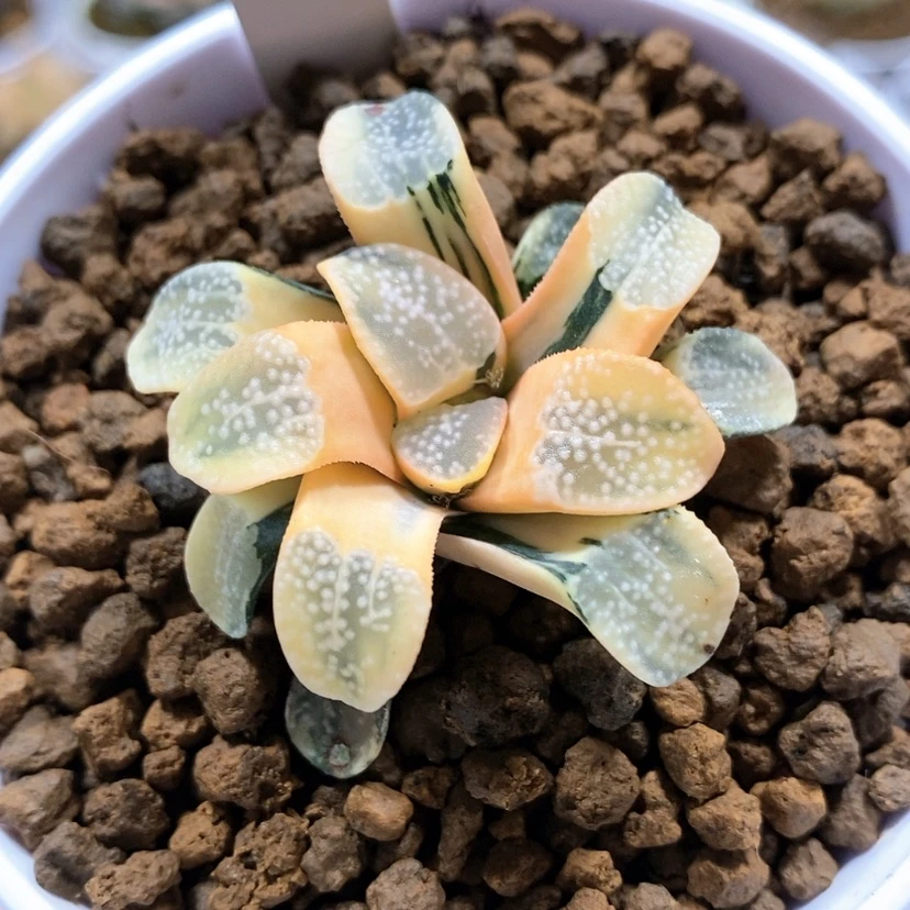 【闪购商品】76点点寿锦