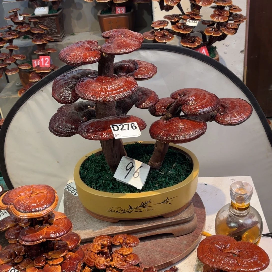 无花朵灵芝88888888888888888