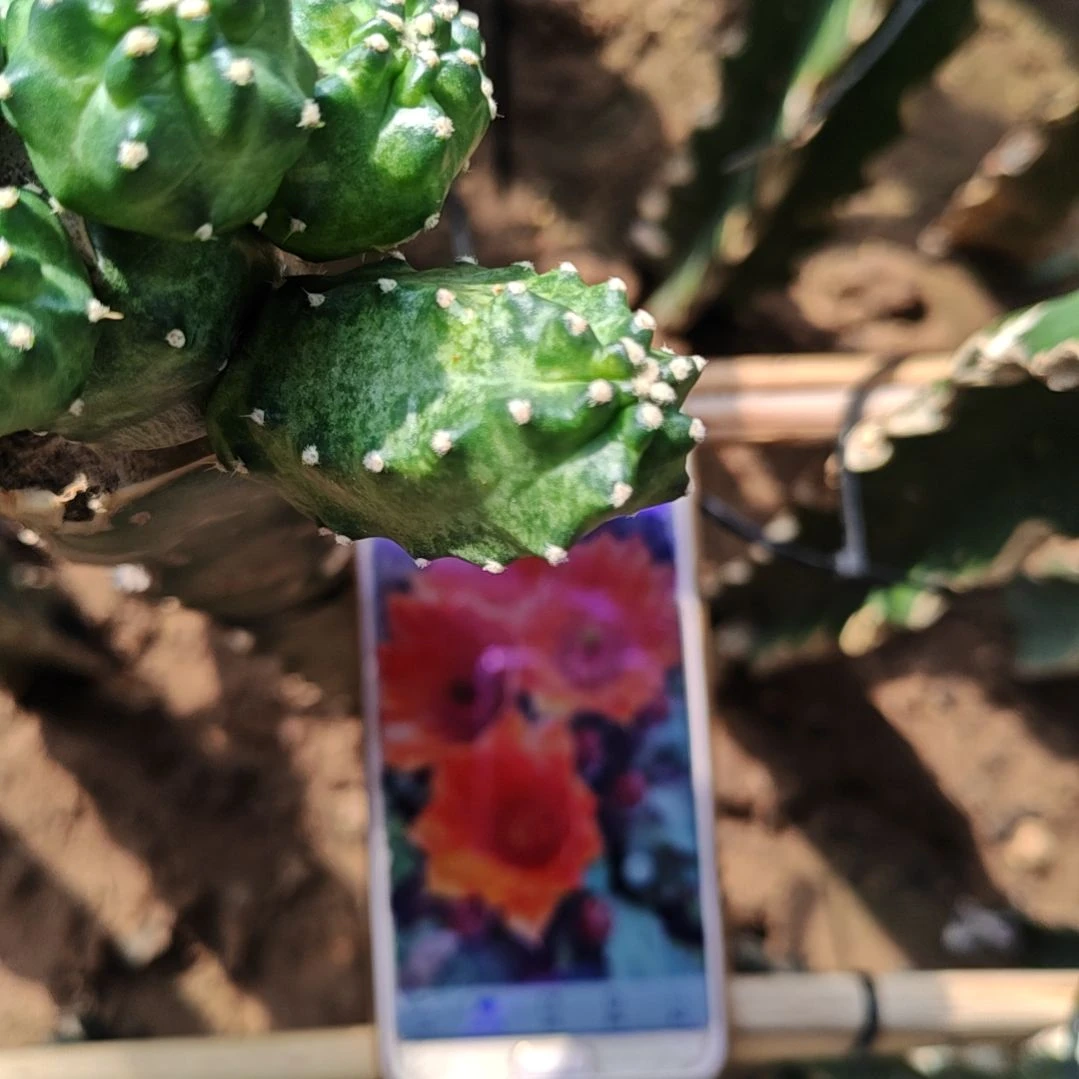 橙花桃太郎侧芽两个福