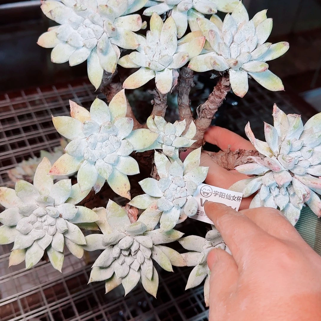 8464瑕疵苹果拇指