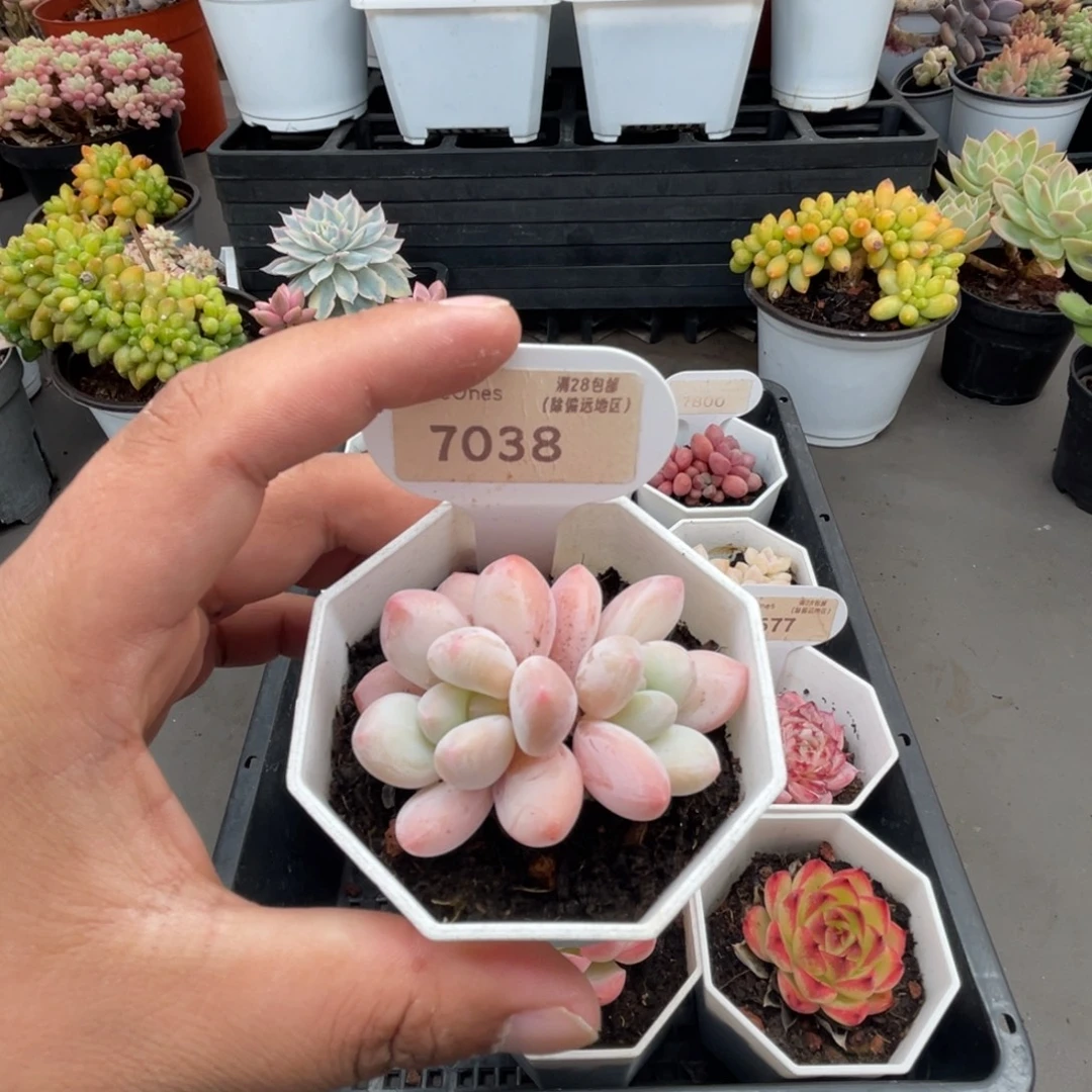 7038香水 4.5厘米