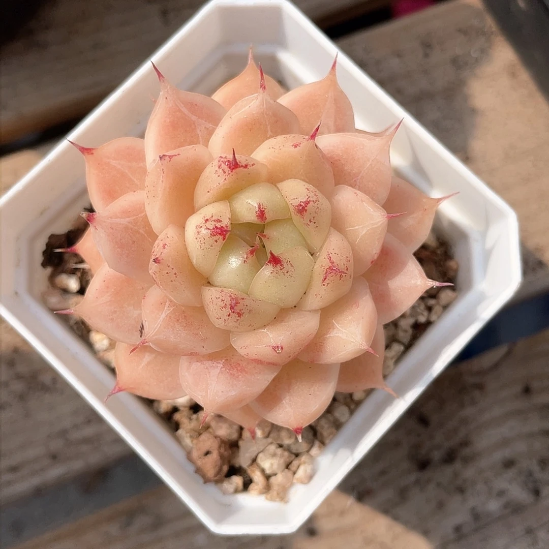 优选麦秆精品465