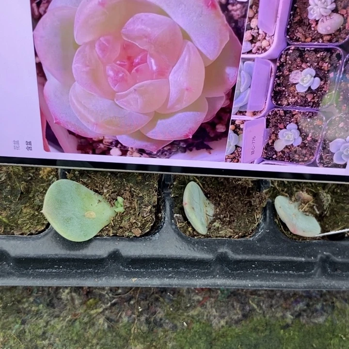穴盘甜心776芽苗一个多肉