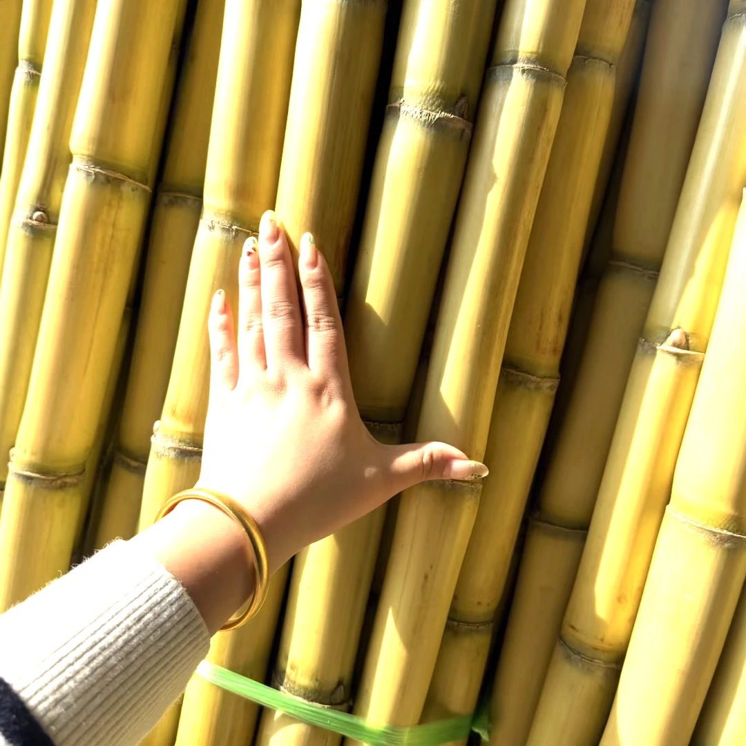 黄金甘蔗15元1️⃣根（爆汁甜）