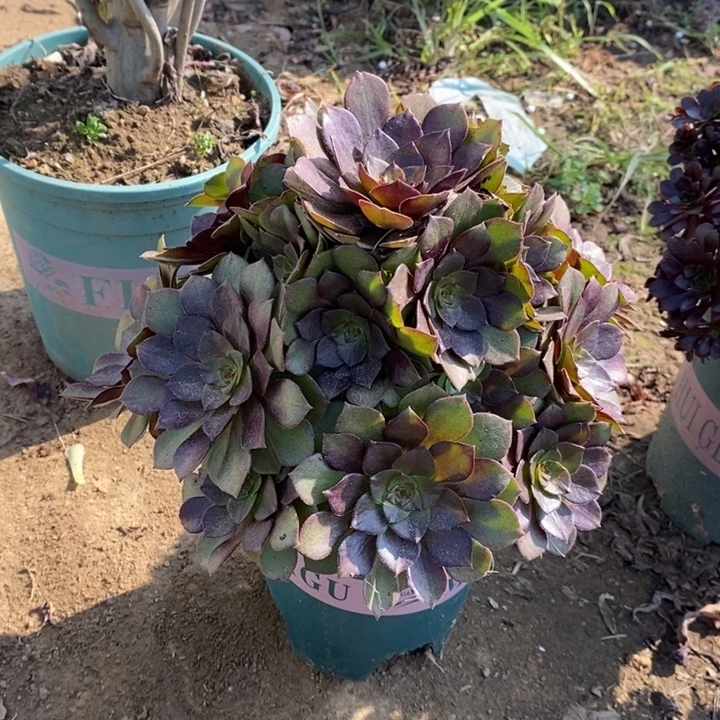 桃花石多肉植物30