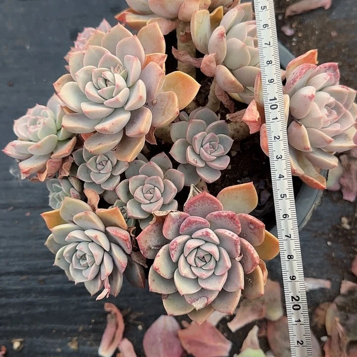 红粉佳人001 多肉植物一物一拍