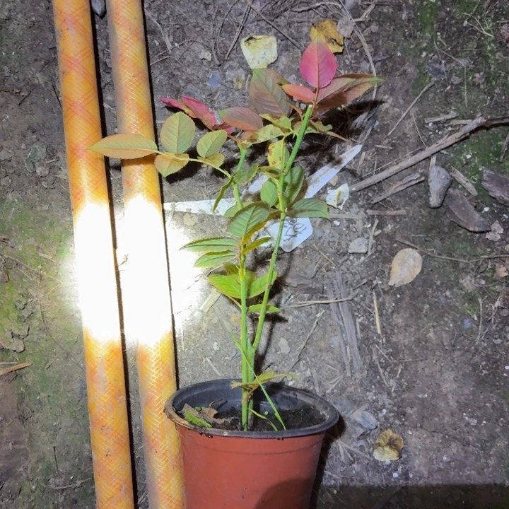 无花朵上流社会小苗