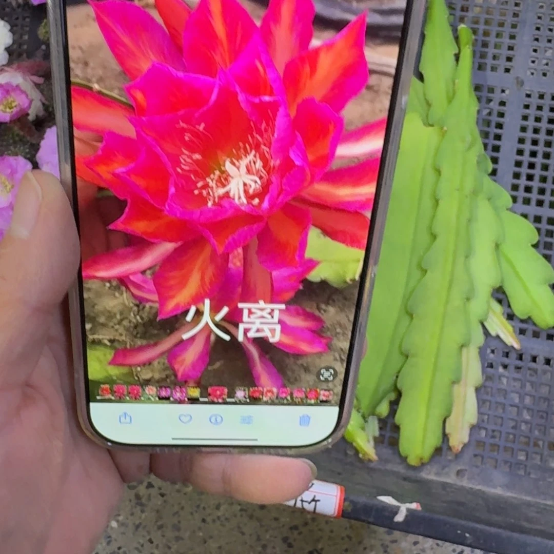 304令箭火离无根枝条10公分左右，20包邮