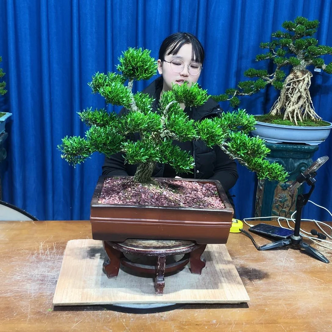 黄杨盆景一物一拍诗**坊