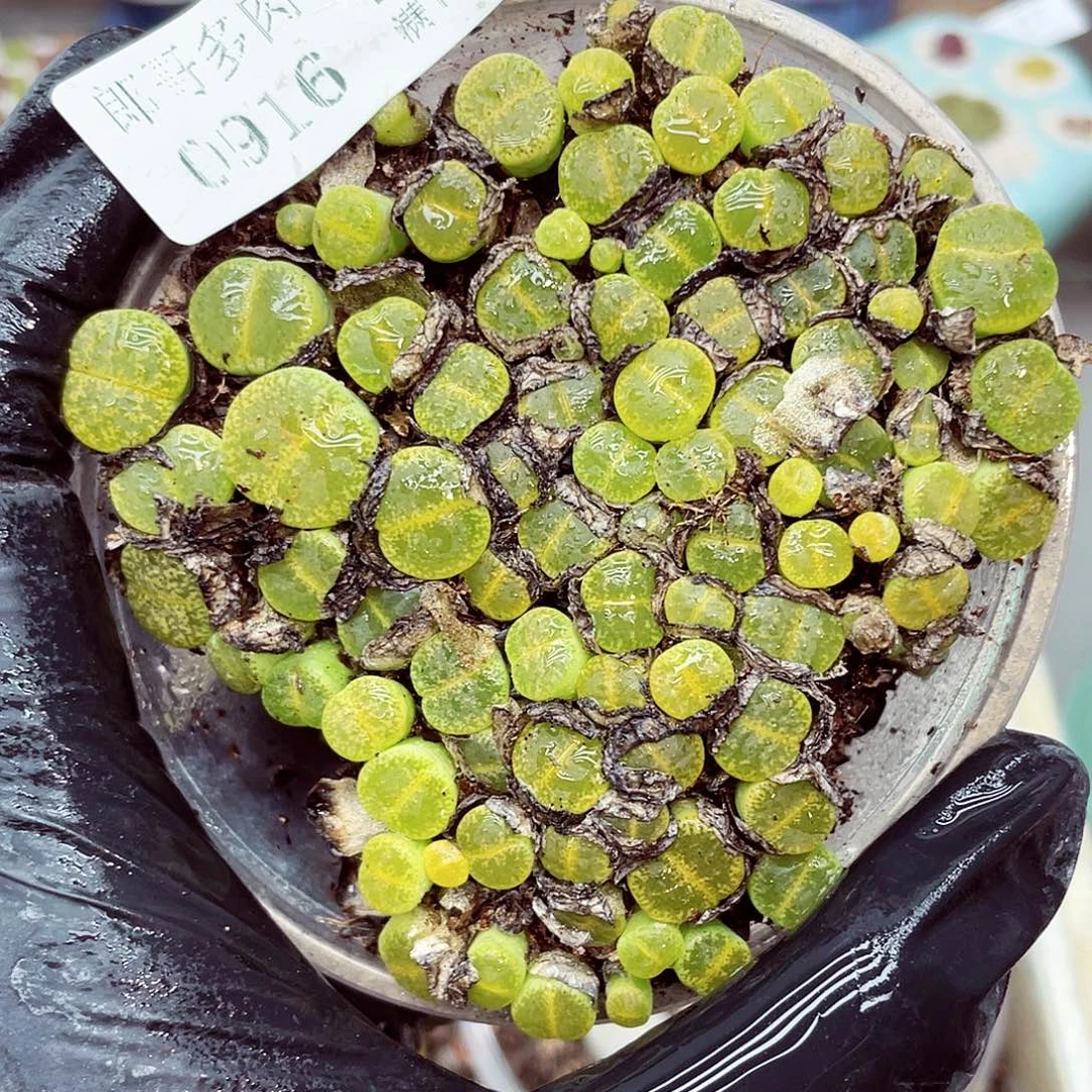 生石花满18包邮0916-73