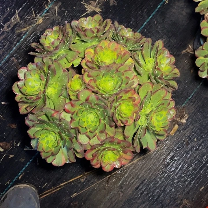 奶白锦奶白锦0018