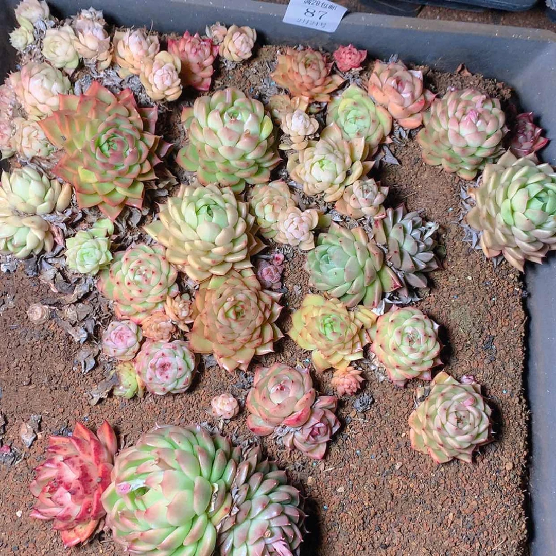 【闪购商品】云87号