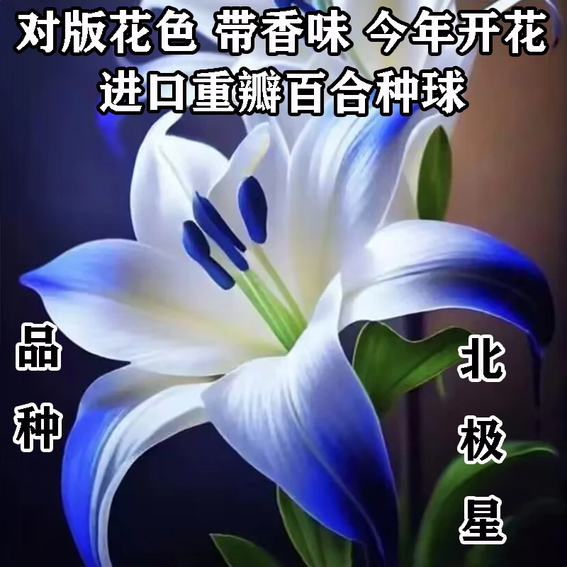 北极星百合种球进口重瓣香水百合种球当年开花盆栽花卉四季阳台养