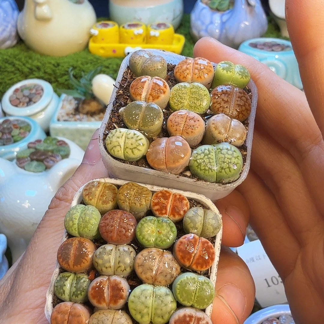 言***喻多肉植物福利款冲1053