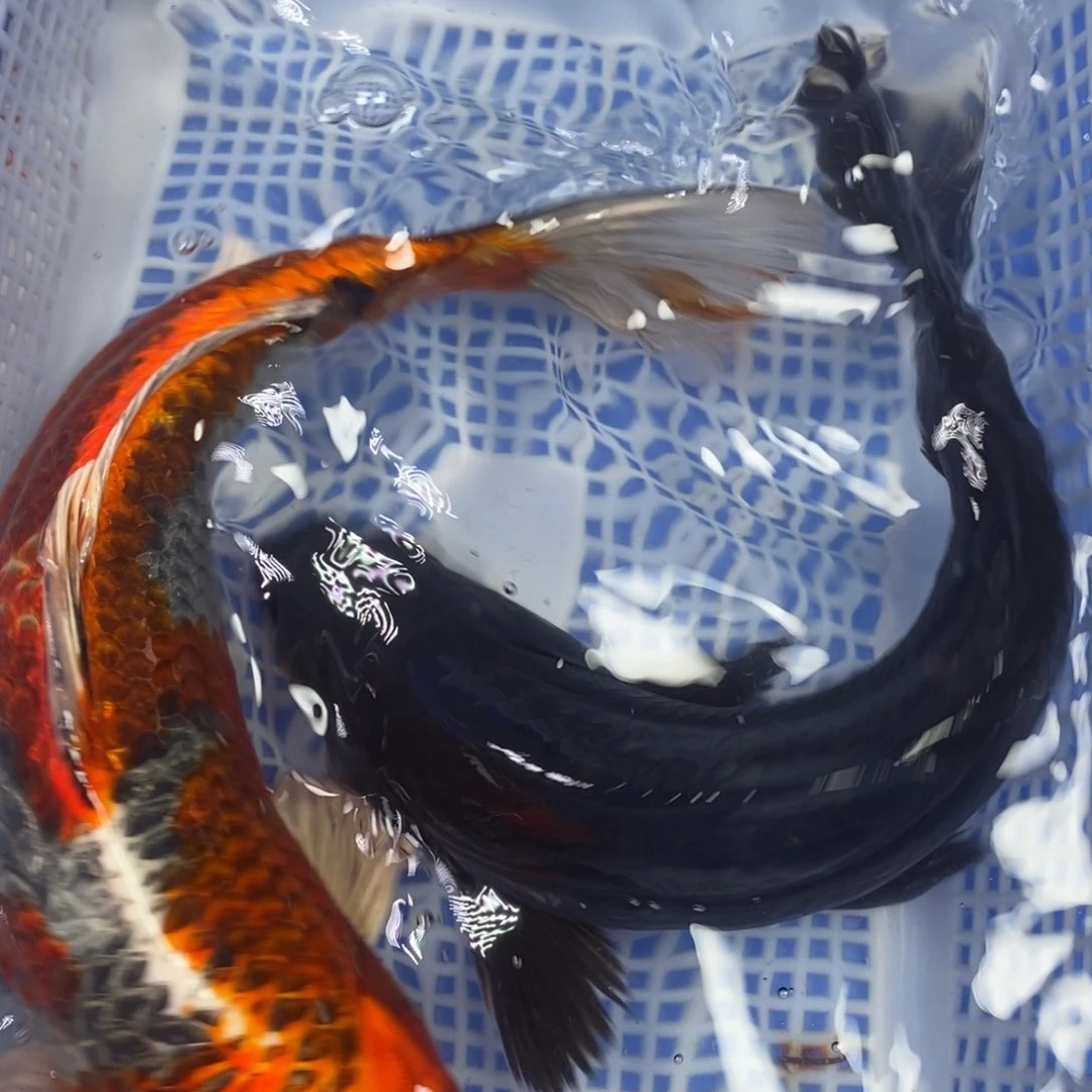 锦鲤冷水锦鲤包邮