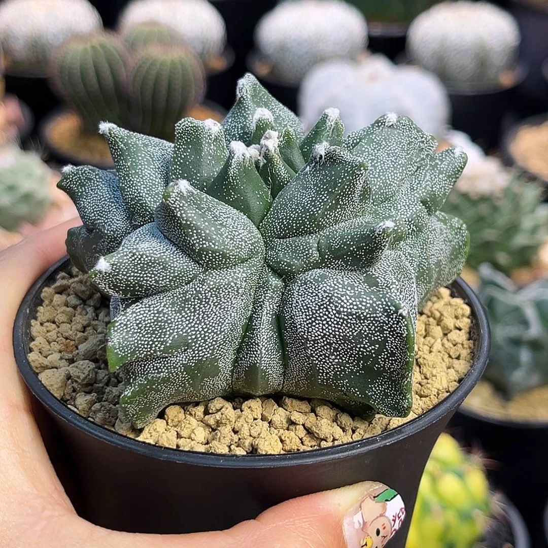 角尤尤变ZzzzzzzzzzZzzzzzz