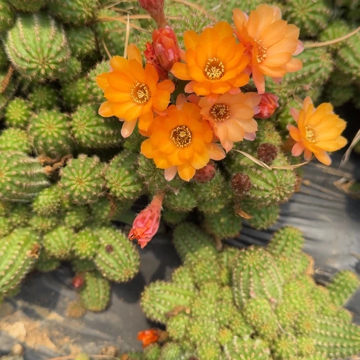 矮胖白檀100侧芽一个