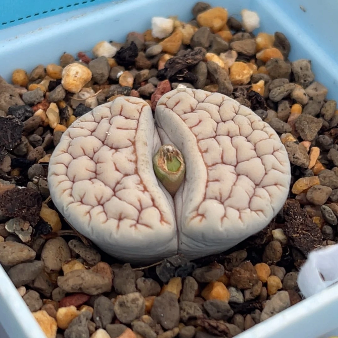 7829凹凸脑纹189一颗
