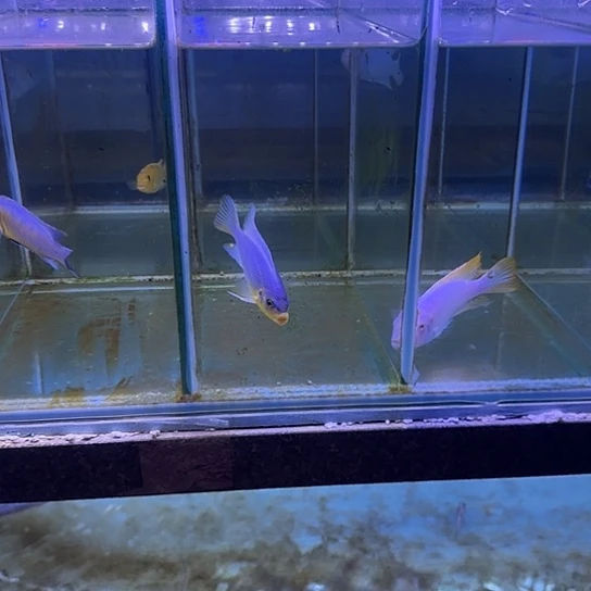 啵***唧海水鱼215号11111111