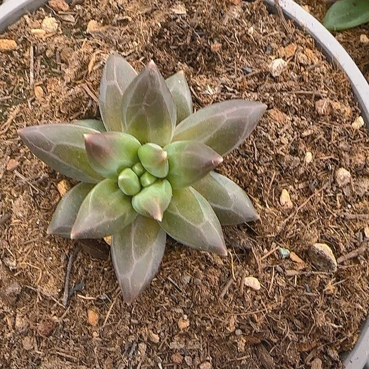 美人优选610多肉植物