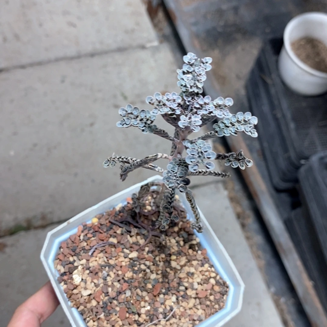 不死鸟多肉植物一个