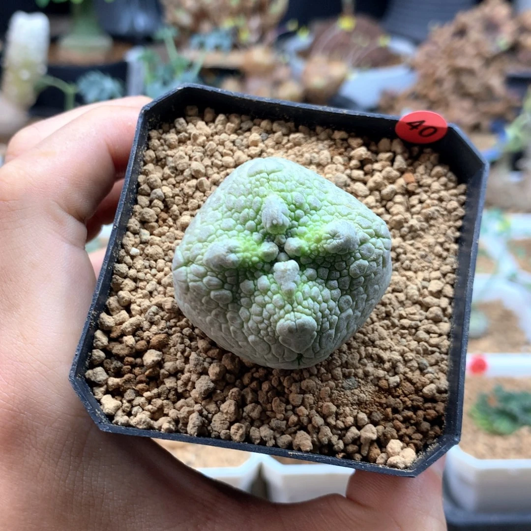 方凝蹄玉母本带盆发货40