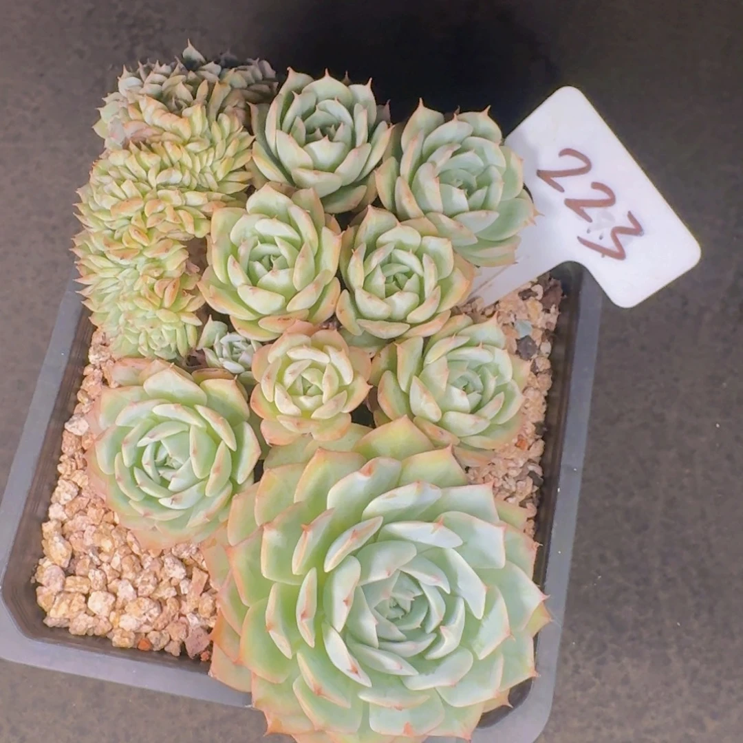 ****法多肉植物的生长发育和生长