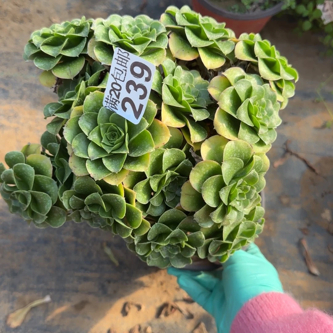 蓝色239满20包邮断枝不包