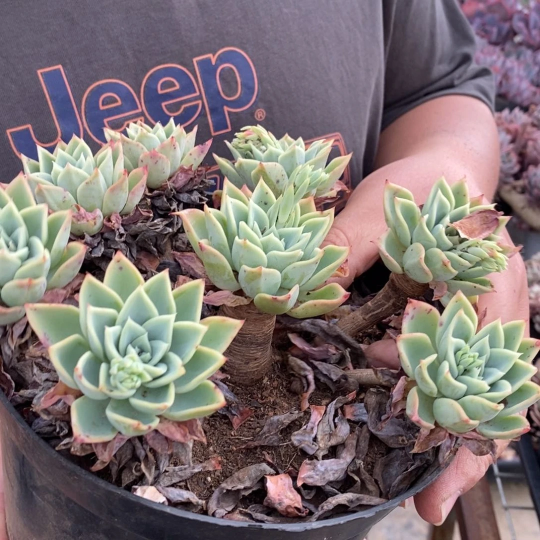 三色堇整桩手捧，180杯