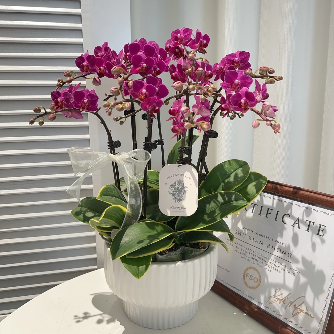 家成年宵【金叶拉菲】轻奢精致组盆蝴蝶兰室内植物好养4-8