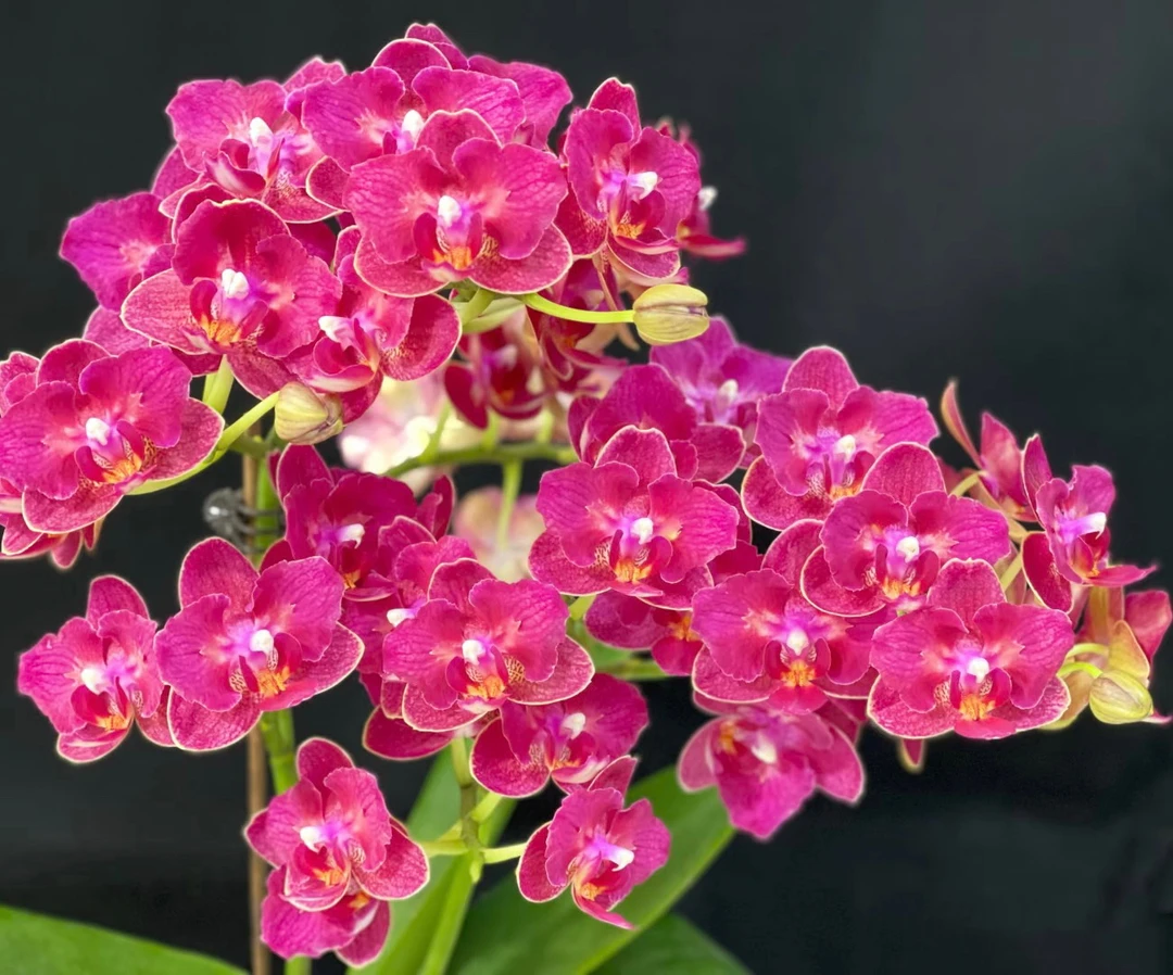 浓香型 爆花 3花剑起【樱桃香妃】蝴蝶兰 花期长 花量大