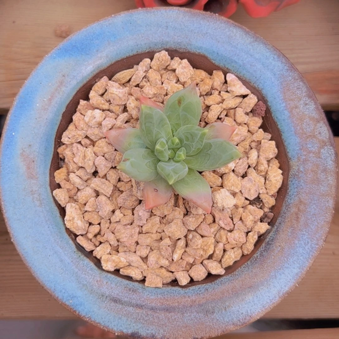 潇***回人鱼叶插单头，莱万特单头