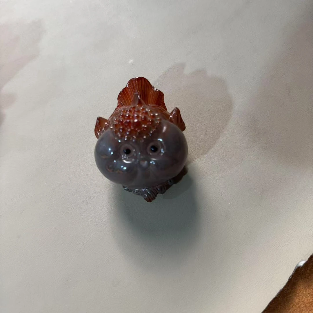 变色茶宠泡泡鱼zh1323