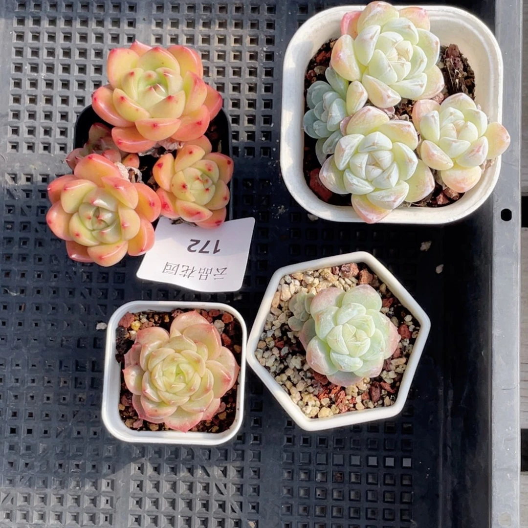 喵***喵172号糖心冰心珍妮4