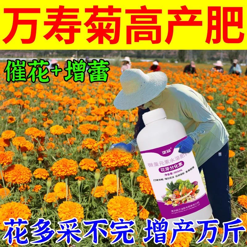 万寿菊催花苞爆花增产增收专用强效促花壮花膨大抗病防落增产专用