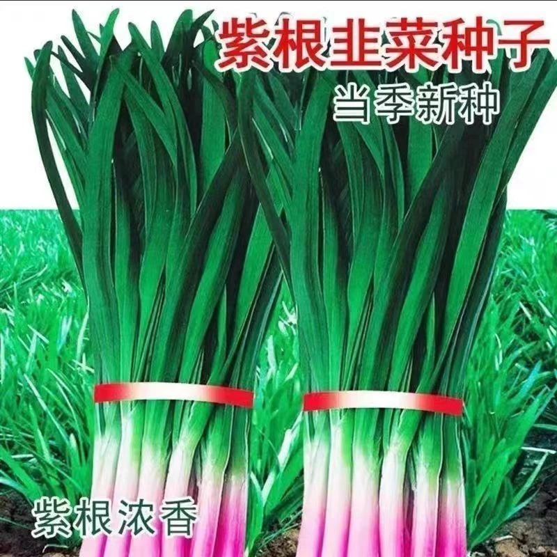 紫根韭菜种子泡沫箱小院易成活多茬采收四季种植